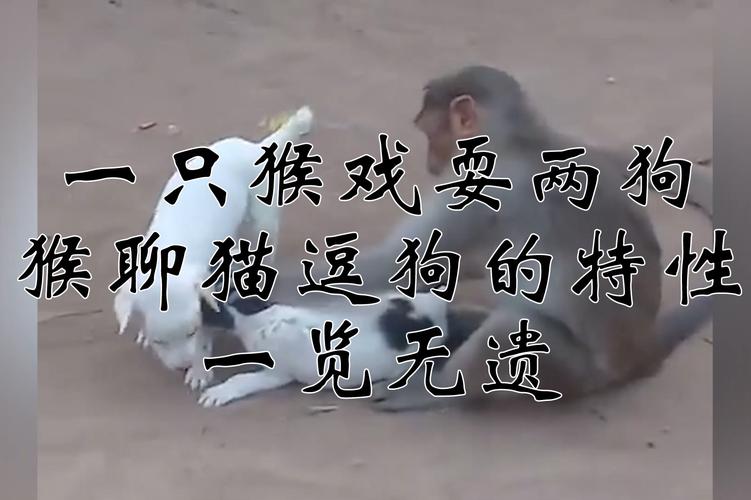 新澳门彩出号综合走势和车钥匙逗猴被猴抢走与猴子车钥匙