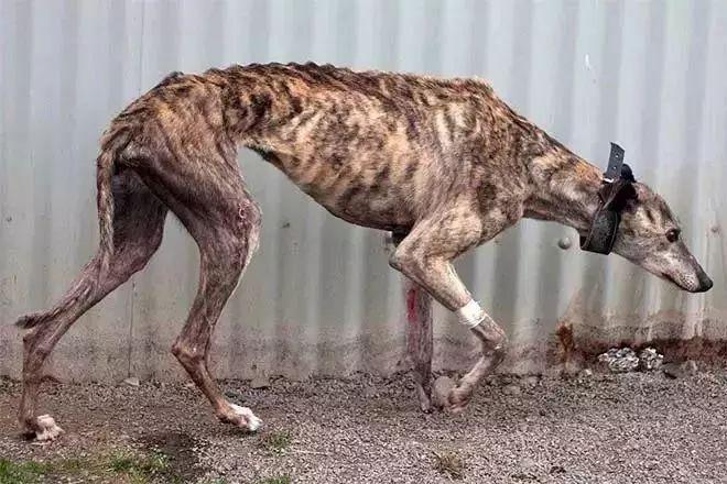 今晚澳门特马开奖结果和7岁男孩遭3只犬撕咬与7岁男孩遭3只犬撕咬怎么办