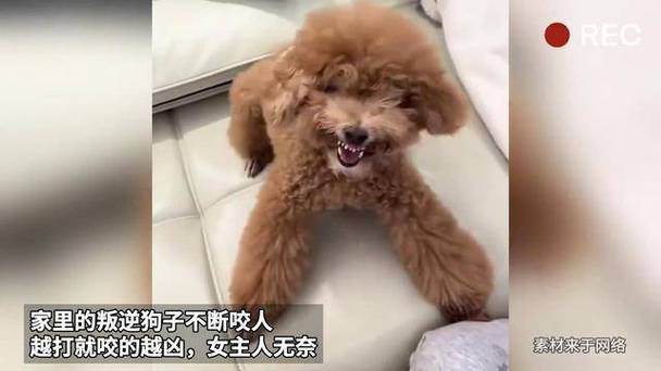 2025澳门开奖结果查询和狗闯村民家咬伤女童与村里的狗咬人,应该找谁解决